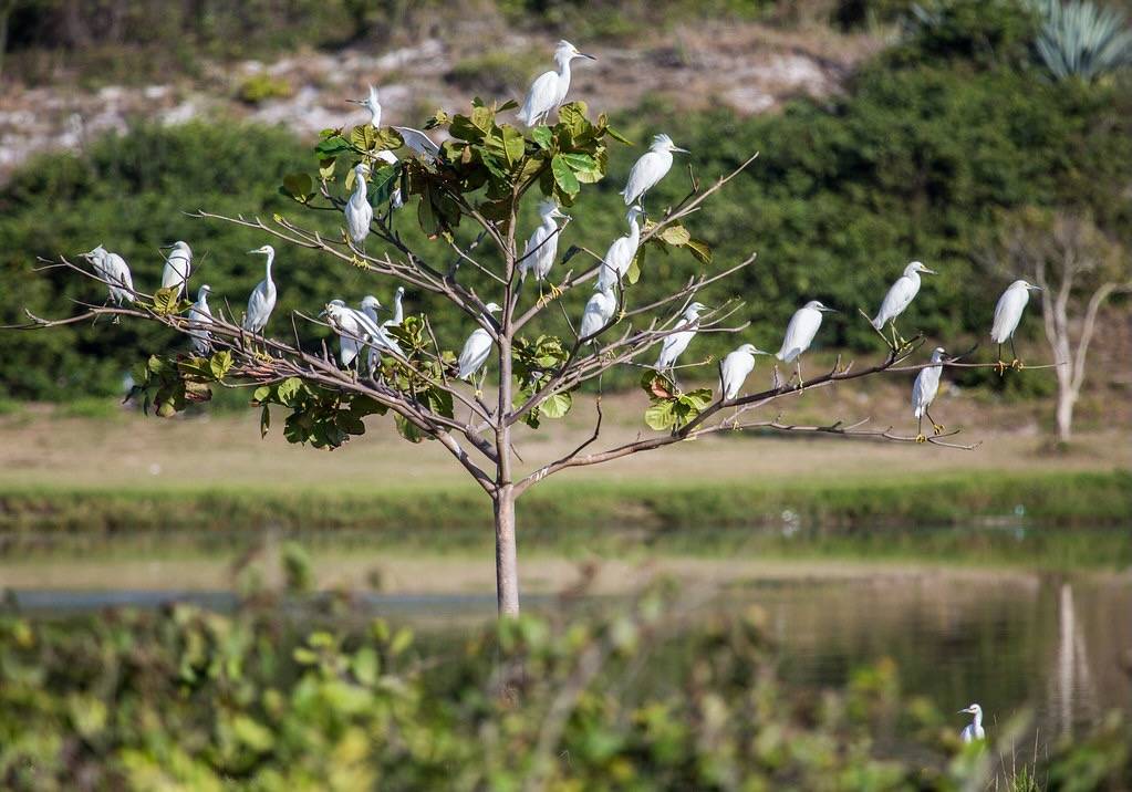 Tree of Snowy Egrets - black legs, yellow feet = Snowy by Barbara Eckstein is licensed under CC BY-NC-ND 2.0.